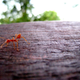 Illustration for article titled Shooting Challenge: Bugs 2